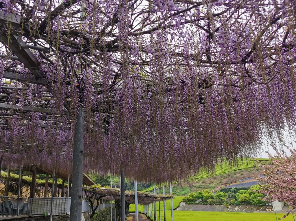 フジの花