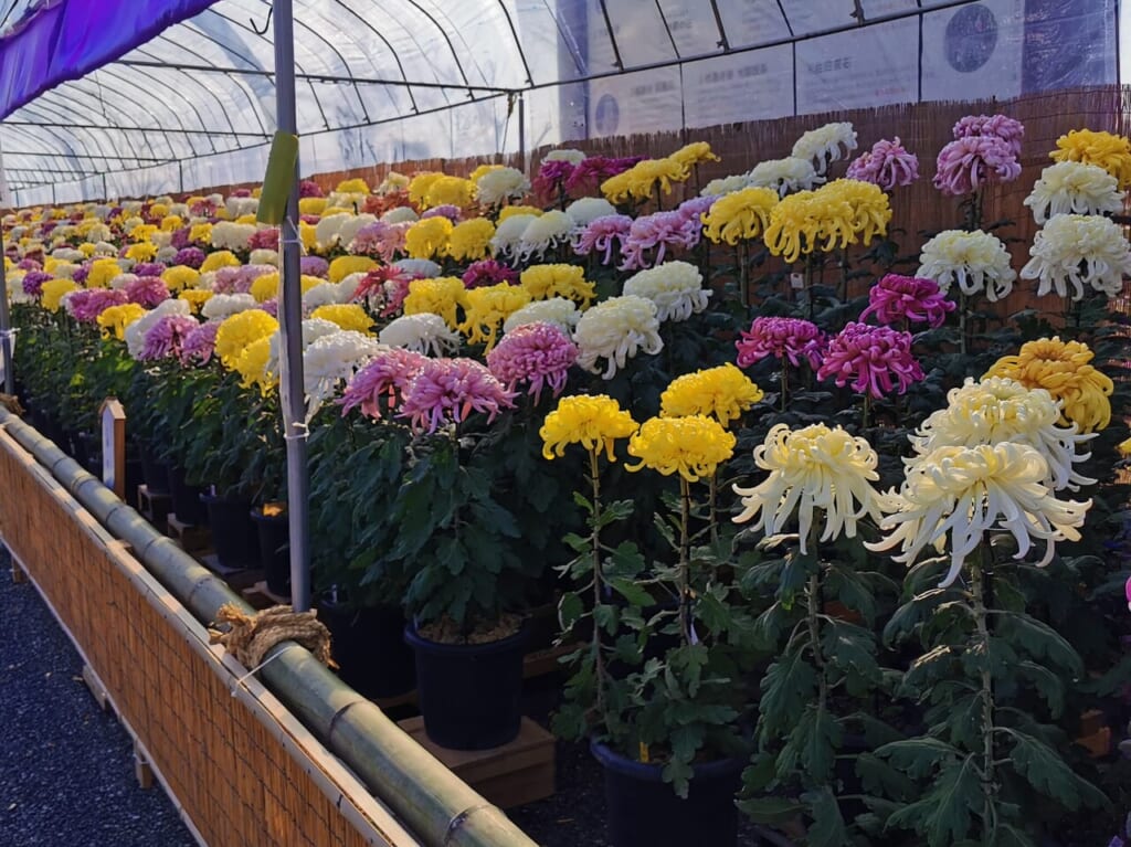 菊花展