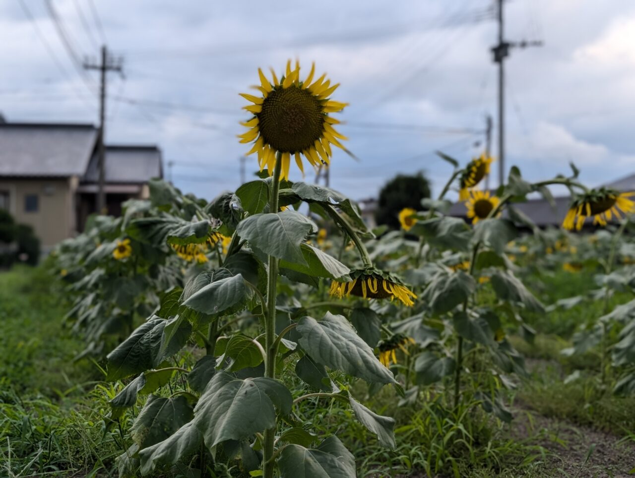 ひまわり